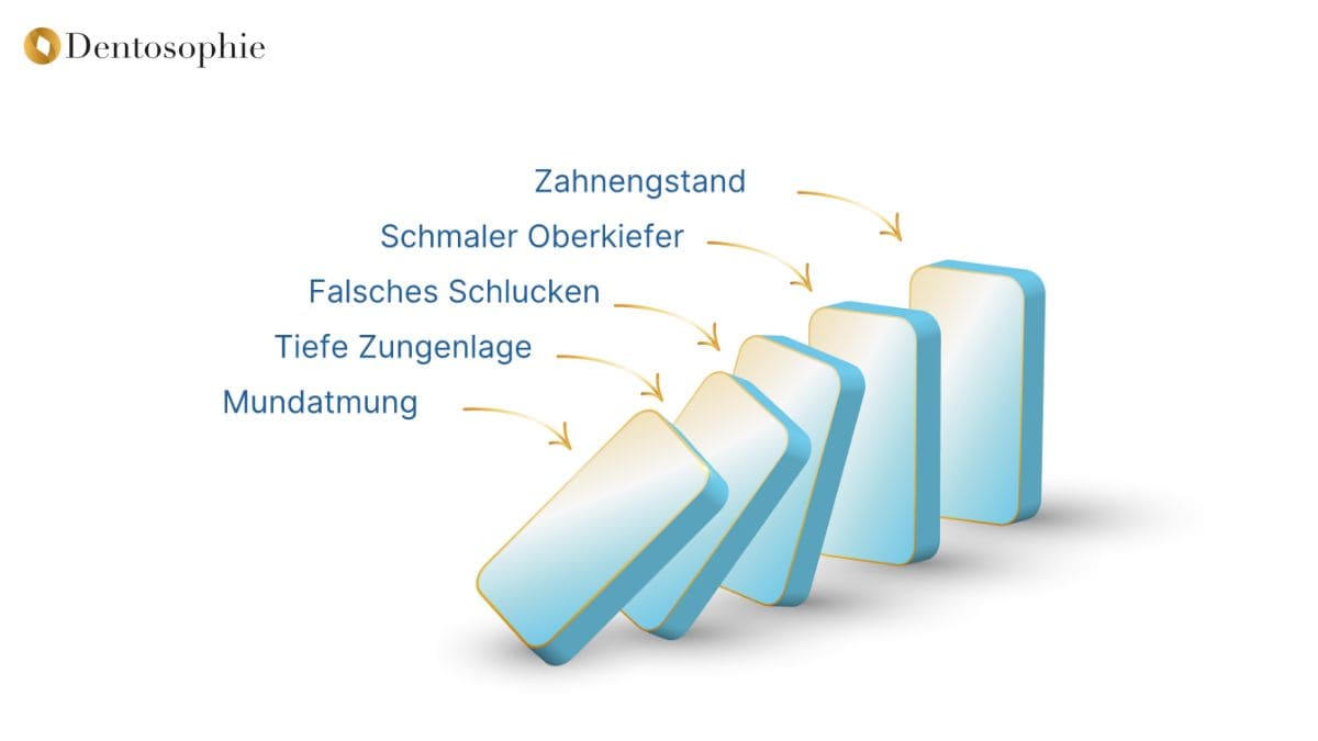 Die Bedeutung der Zungenlage für Kiefer, Körperhaltung und Gesundheit“